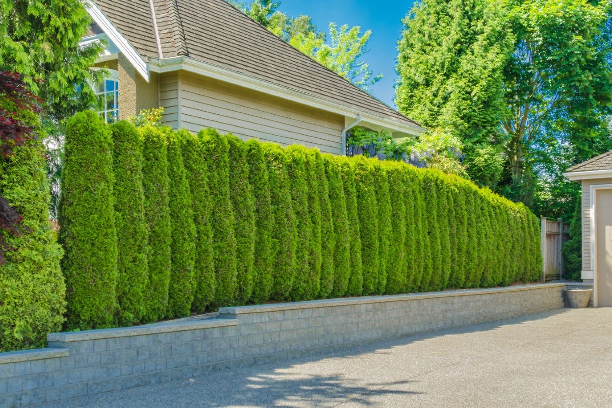 Come Scegliere Le Siepi Migliori Per La Privacy Del Tuo Giardino Come Scegliere Le Siepi Migliori Per La Privacy Del Tuo Giardino