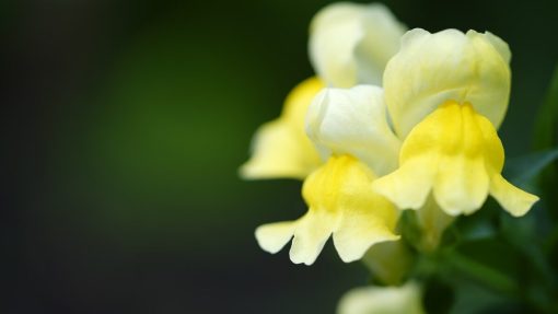 Bocca di leone coltivazione