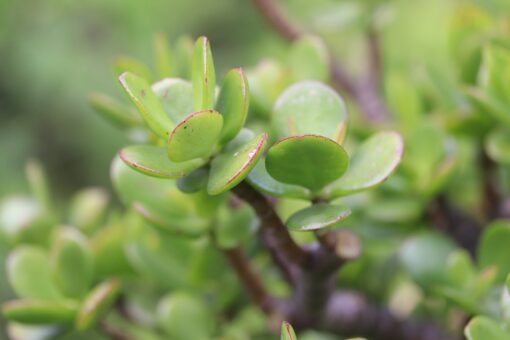 Crassula ovata o Albero di Giada