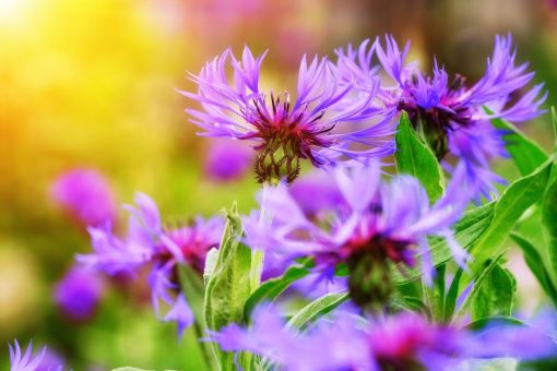Fiordaliso Centaurea coltivazione