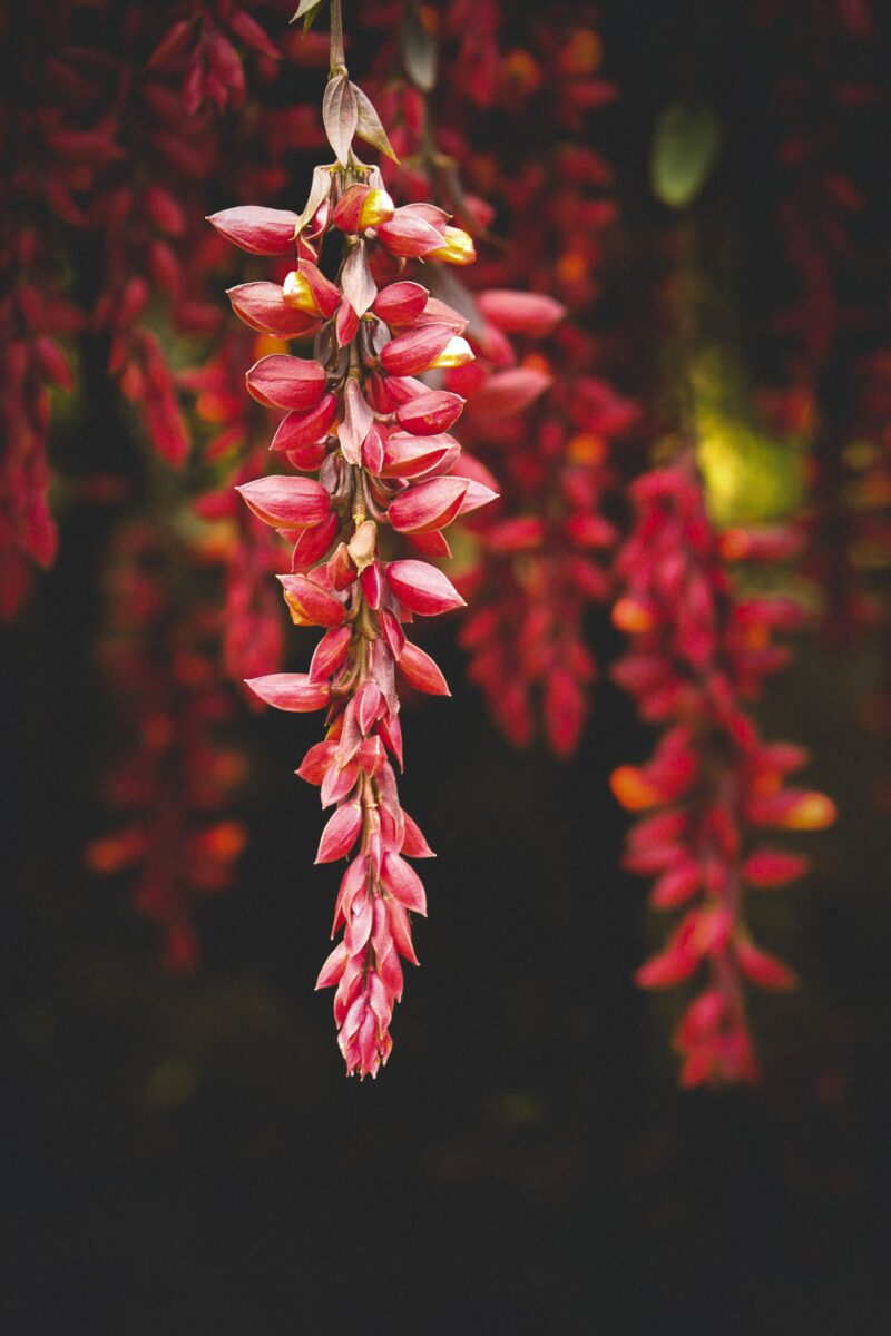 columnea – gloriosa columnea – gloriosa