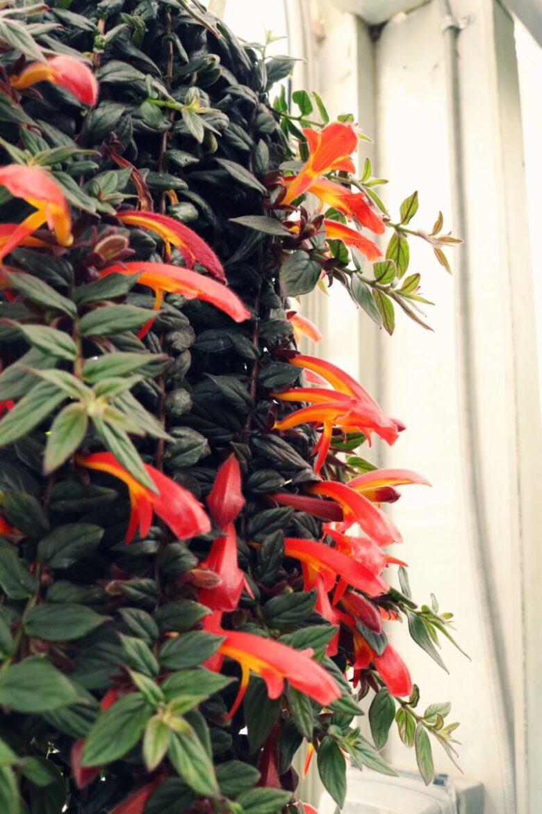 columnea - gloriosa