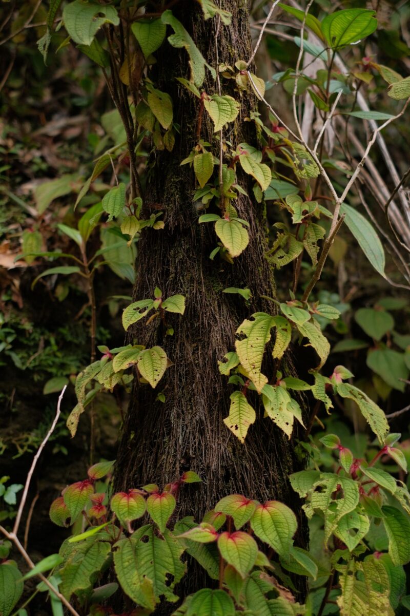 columnea – gloriosa columnea – gloriosa