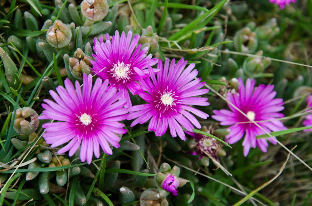 Trailing,Ice,Plant,,Lampranthus,Spectabilis;,Beautifully,Flowered,In,Spring Trailing,Ice,Plant,,Lampranthus,Spectabilis;,Beautifully,Flowered,In,Spring