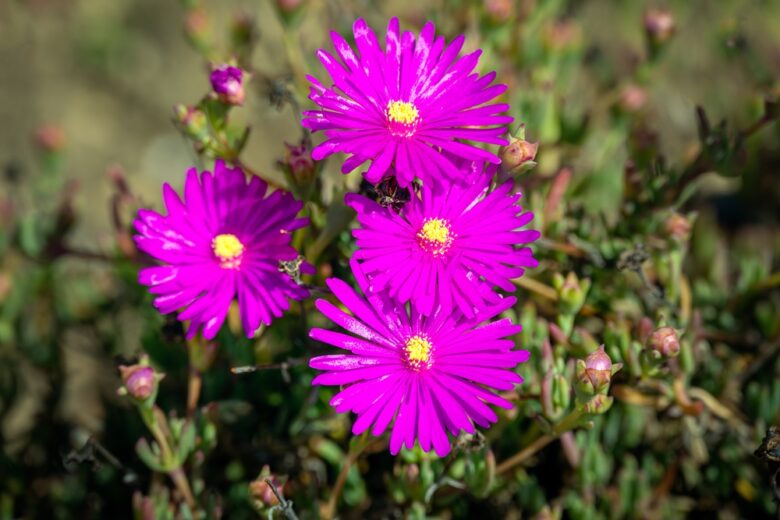 Purple,Delosperma,Cooperi,In,The,Sun,In,Spring