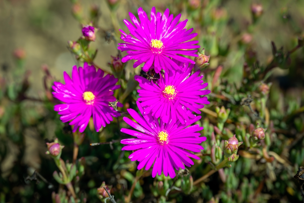 Purple,Delosperma,Cooperi,In,The,Sun,In,Spring Purple,Delosperma,Cooperi,In,The,Sun,In,Spring