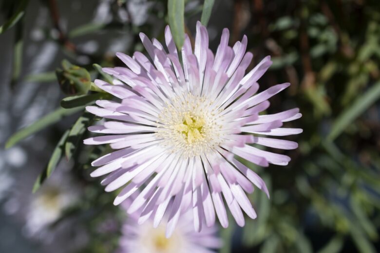 A,Flower,Called,cat's,Claw,,Also,Known,As,lampranto,Or