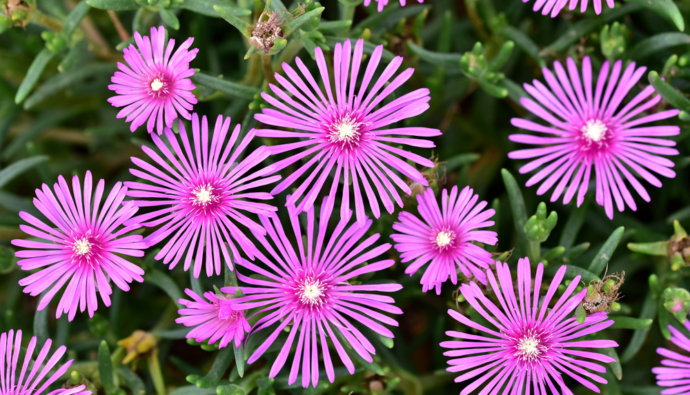 Lampranthus,Spectabilis Lampranthus,Spectabilis