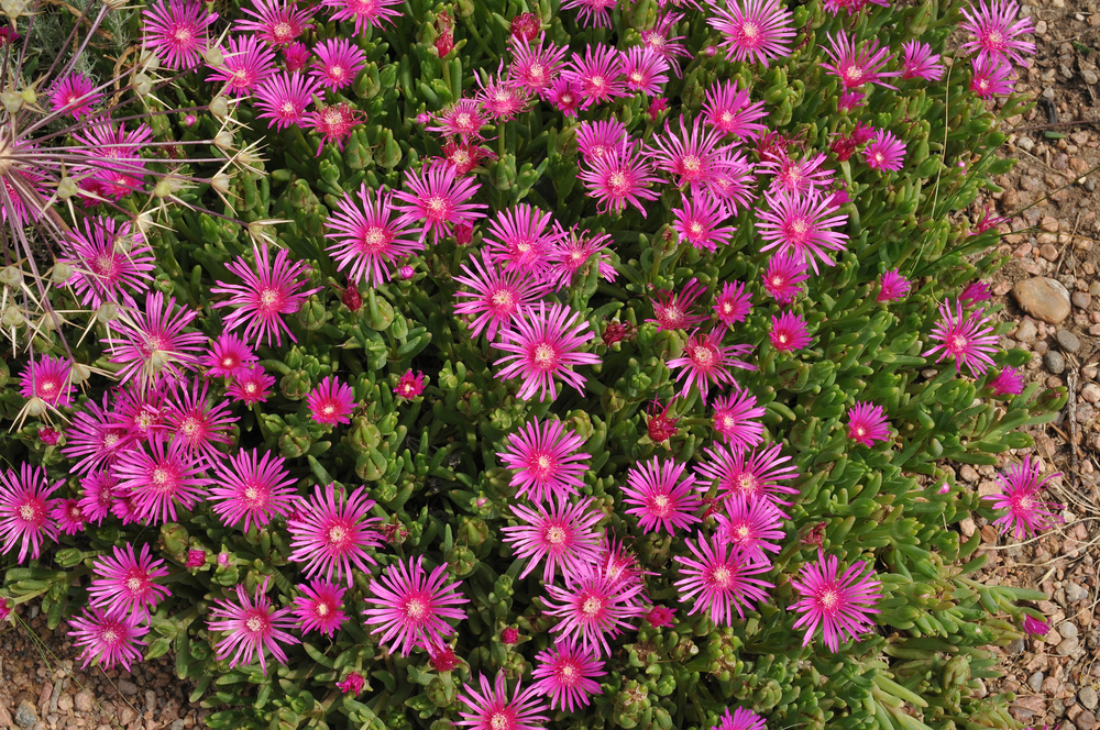 Iceplant,Or,Delosperma Iceplant,Or,Delosperma