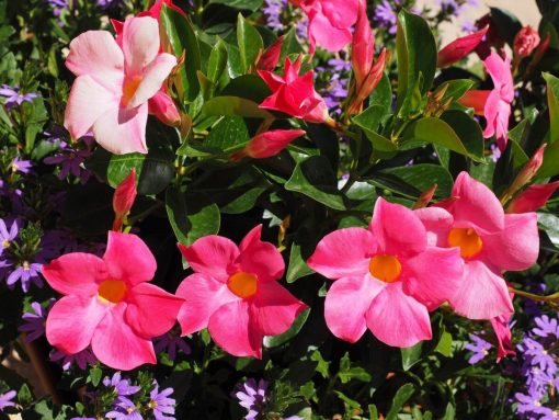 Dipladenia – Mandevilla coltivazione