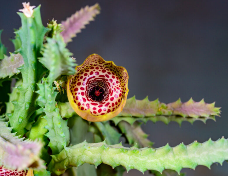 huernia