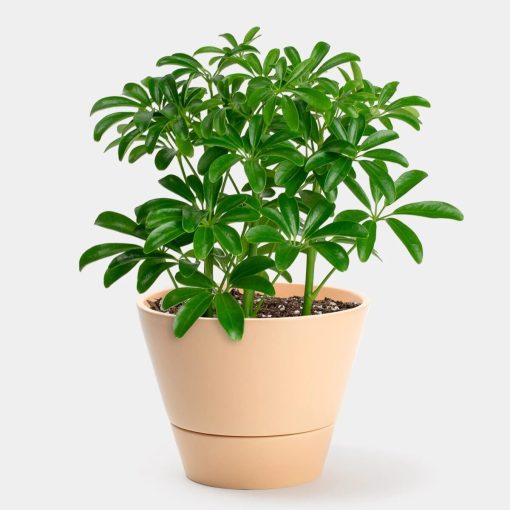 Schefflera: come si cura, consigli, suggerimenti