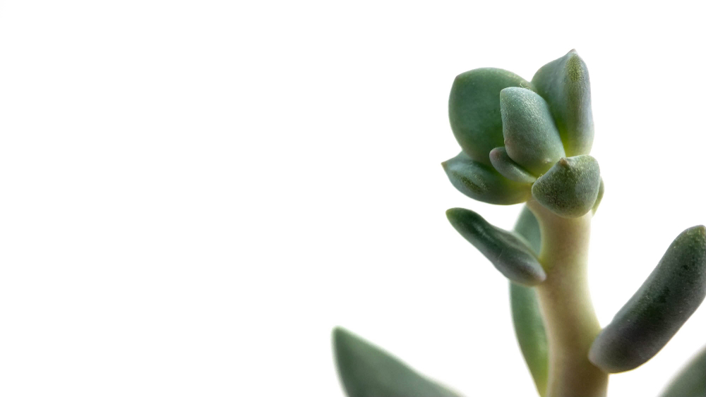 Pachyveria Pachyveria