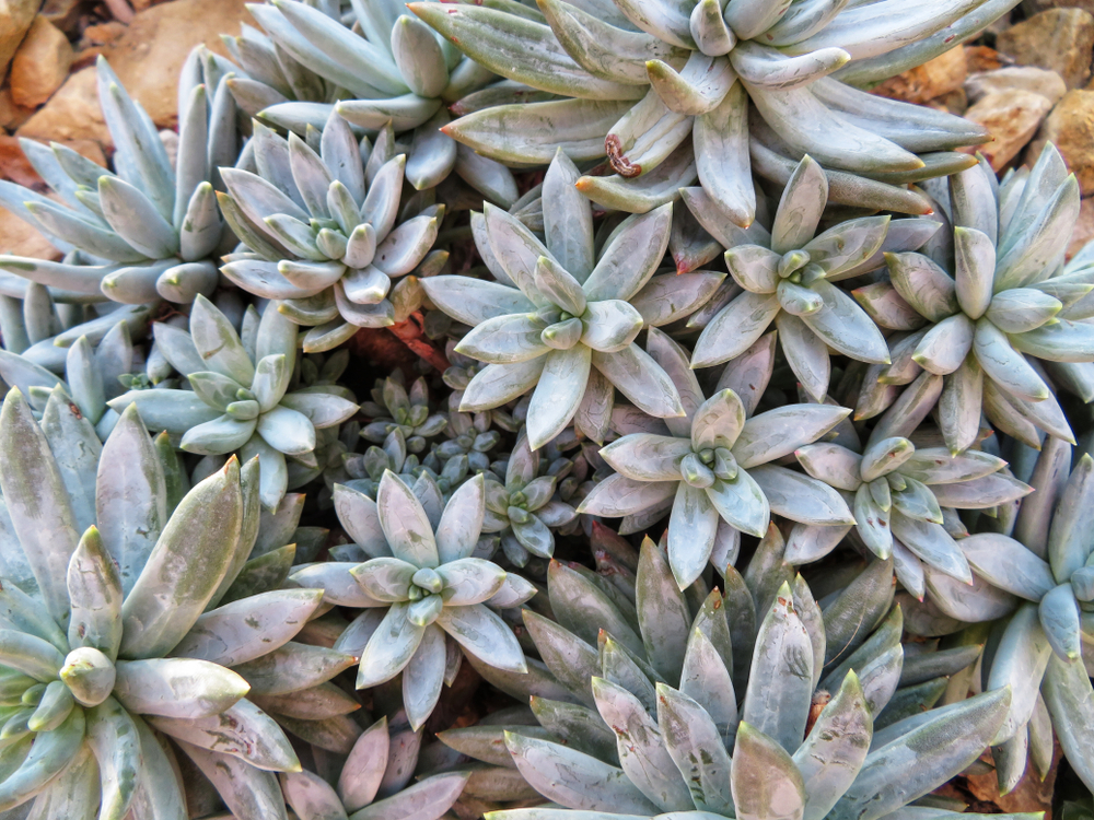 pachyveria pachyveria