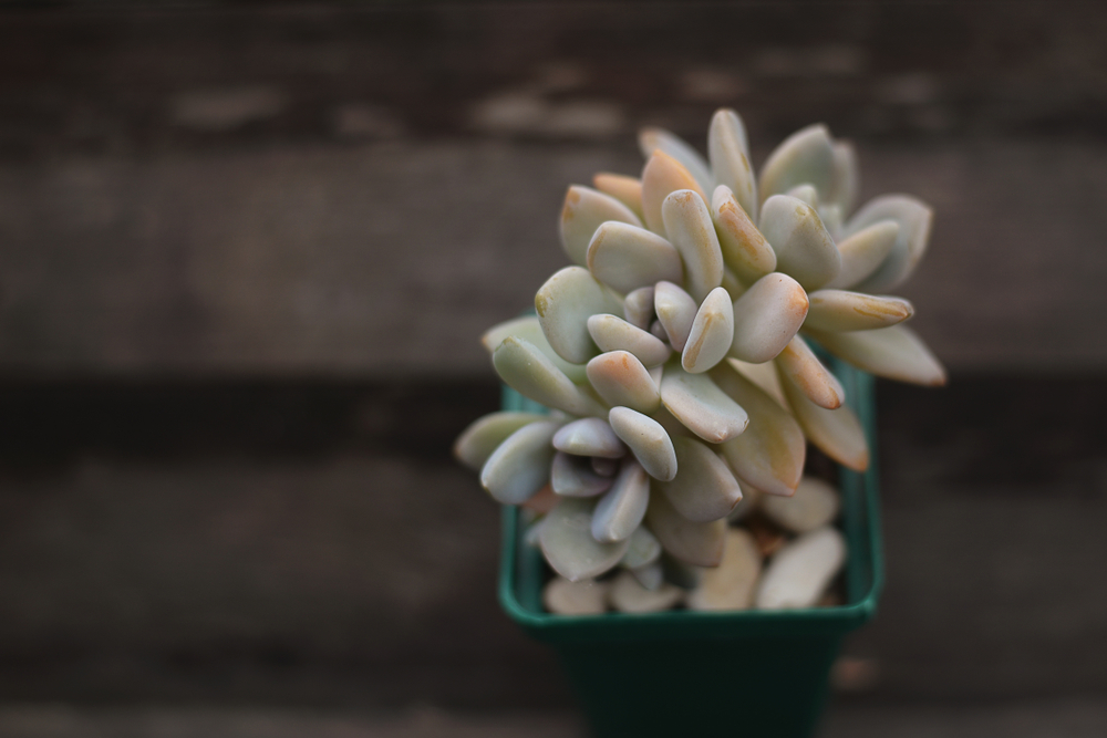 Pachyveria Pachyveria