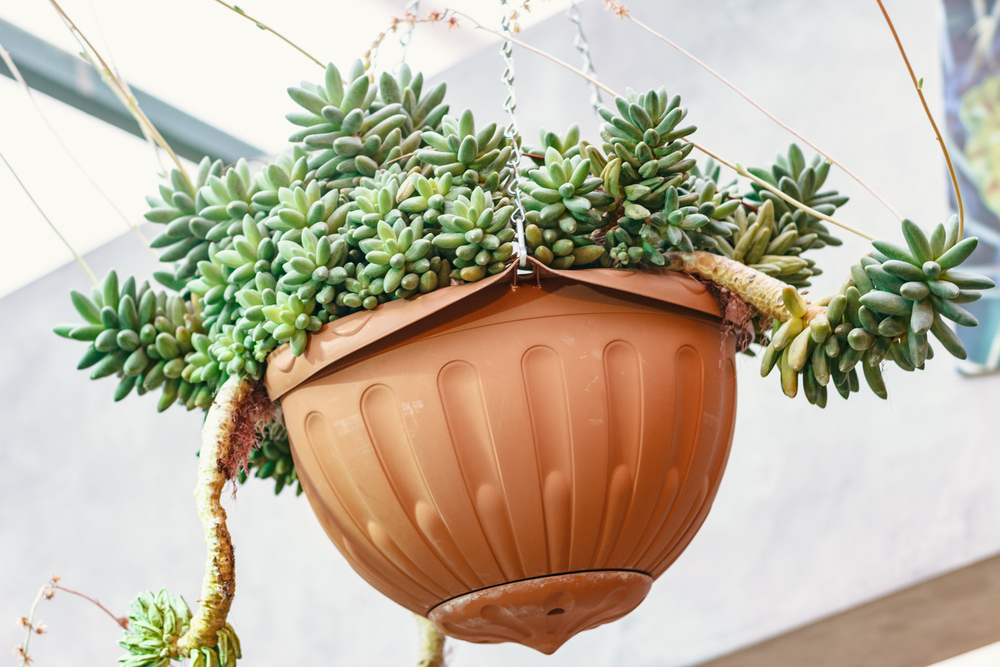 Pachyphytum, Pachyphytum,
