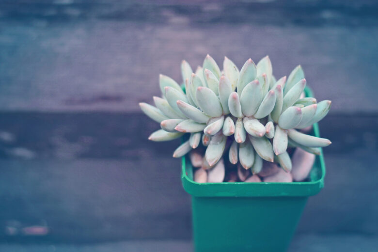 Pachyveria