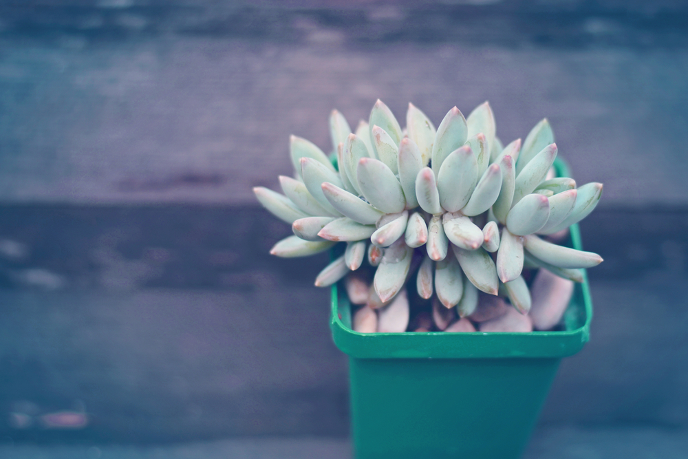 Pachyveria Pachyveria