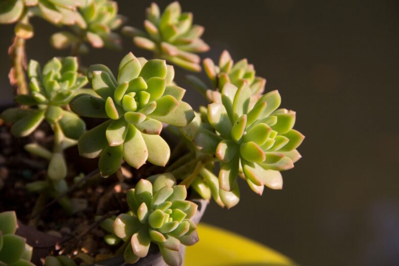 pachyveria
