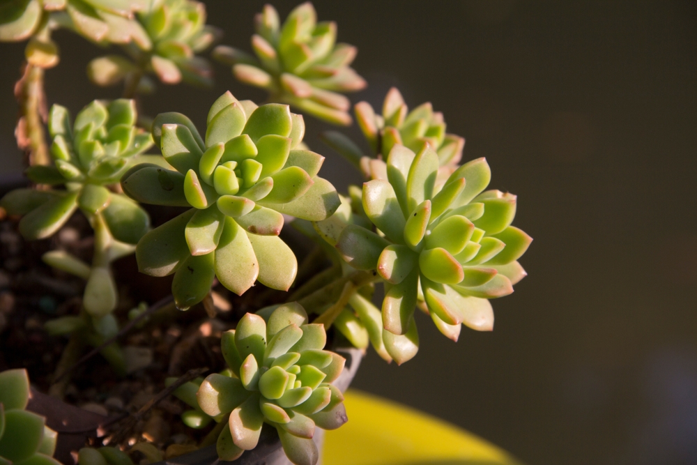 pachyveria pachyveria