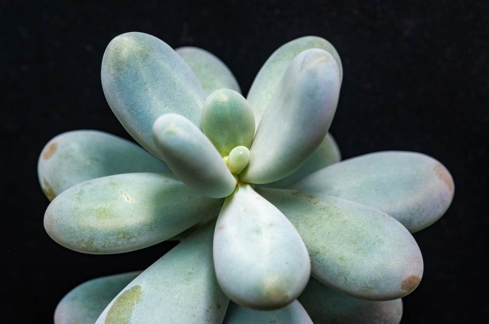 pachyphytum pachyphytum