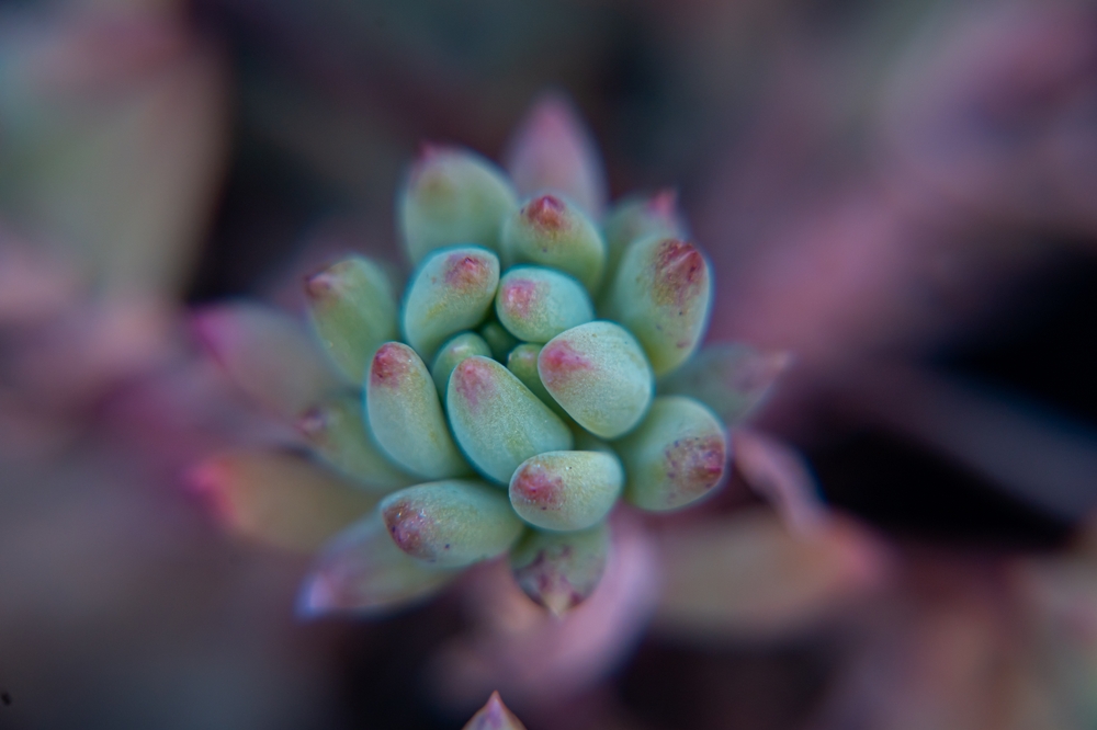 Pachyveria Pachyveria