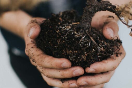 Come acidificare il terreno: guida pratica