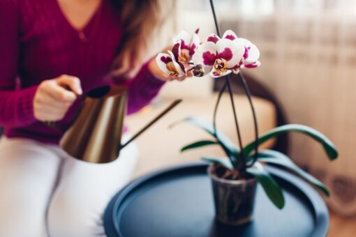 Orchidee: come curarle in inverno
