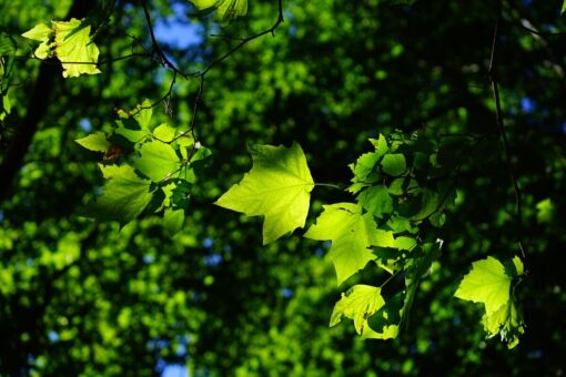 Conservazione delle foglie di vite