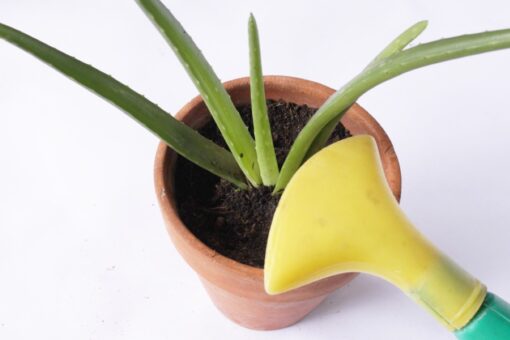 Come annaffiare l’aloe: trucchi e consigli