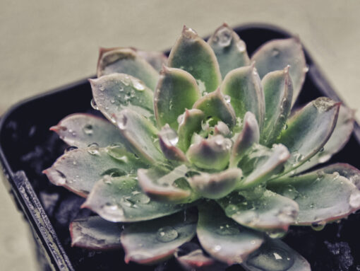 Quando e come innaffiare echeveria: short list da tenere a mente