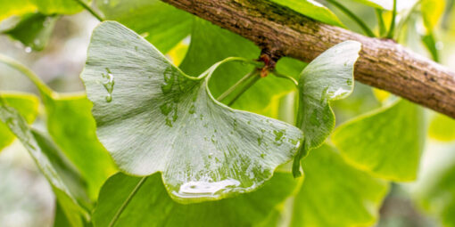 Ginkgo Biloba: cura e benefici della pianta