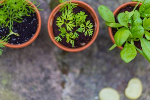 Orto in balcone: cosa piantare a gennaio