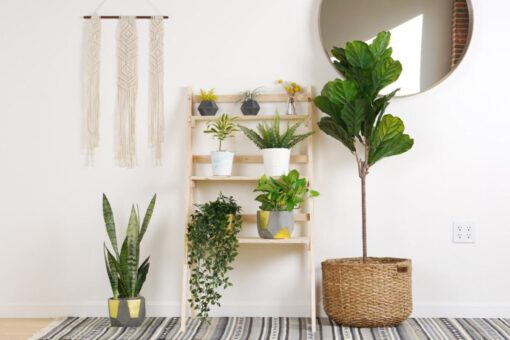 Piante e fiori da avere in casa a gennaio