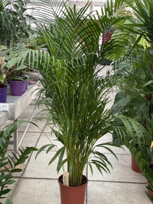 Come coltivare l’areca in vaso
