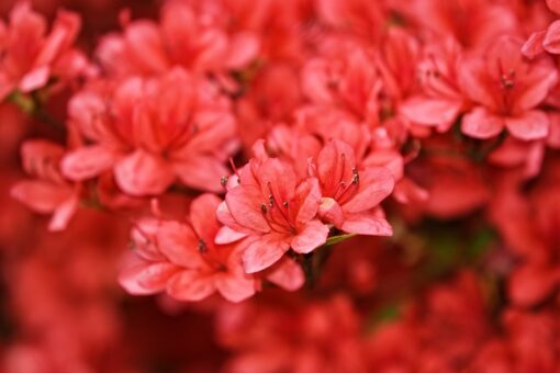 Come curare l’azalea: trucchi e consigli