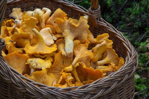Conservazione dei funghi: errori da non fare