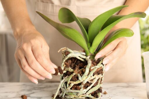 Orchidea perde foglie: perché succede e come correre ai ripari