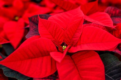 Cosa fare quando le foglie delle Stelle di Natale cadono