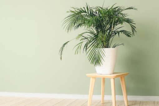 Areca: come tagliare le foglie secche