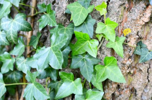 Come coltivare l’edera rampicante