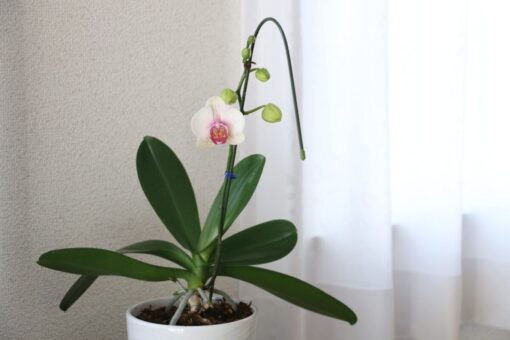 Come distinguere stelo e radice sull’orchidea