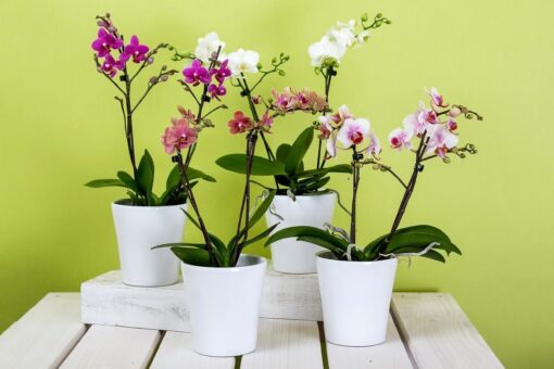 Come far rifiorire le orchidee