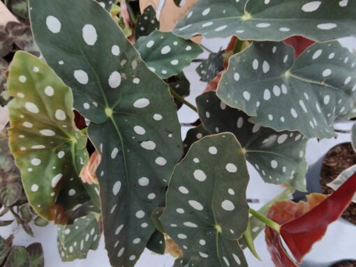 Begonia maculata – Begonia a pois