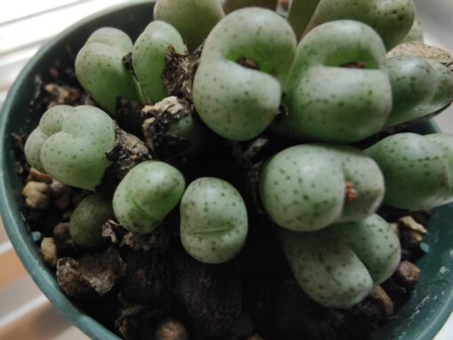Conophytum – Conofito
