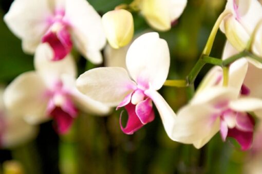 Orchidea come farla riprendere