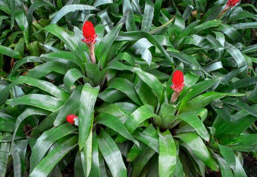 Quesnelia – Pianta d’appartamento