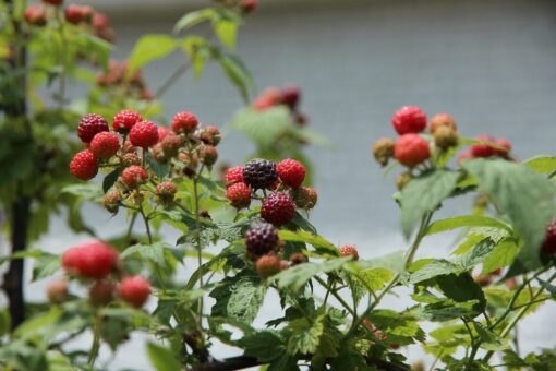 Lampone nero – Rubus occidentalis