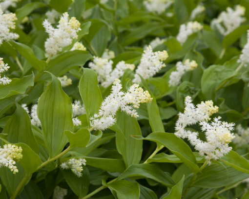 Smilacina racemosa – Maianthemum racemosum