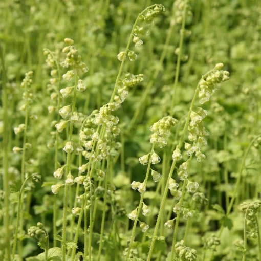 Tellima – Tellima grandiflora